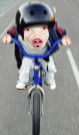 Click image for larger version

Name:	racing pig.gif
Views:	400
Size:	129.2 KB
ID:	1796