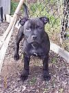 Click image for larger version

Name:	StaffordshireTerrier4monthsDiesel06.JPG
Views:	319
Size:	60.4 KB
ID:	2471