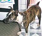 Click image for larger version

Name:	american-staffordshire-terrier-0073.jpg
Views:	327
Size:	43.7 KB
ID:	2479