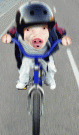 Click image for larger version

Name:	racing pig.gif
Views:	396
Size:	129.2 KB
ID:	1796